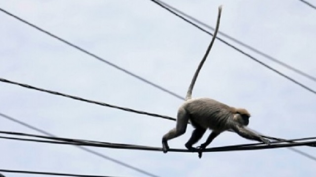 Maymun bütün ülkeyi enerjisiz bıraktı
