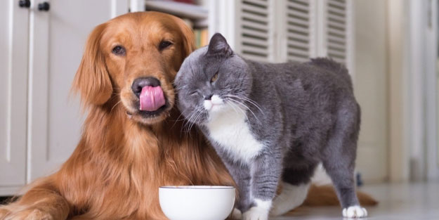 Maymun çiçeği virüsü hayvanlara bulaşır mı? Maymun çiçeği virüsü evcil hayvanlara geçer mi?