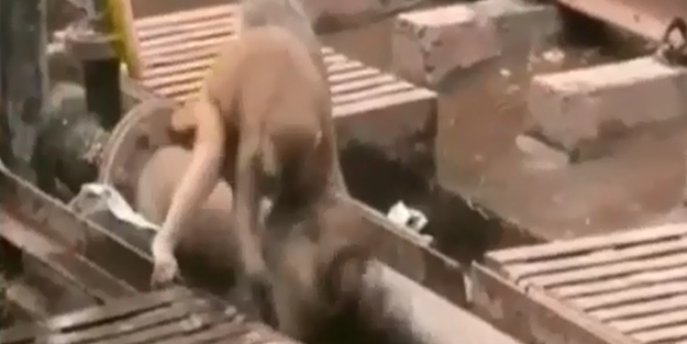 Maymun elektriğe kapılan arkadaşını bırakmadı