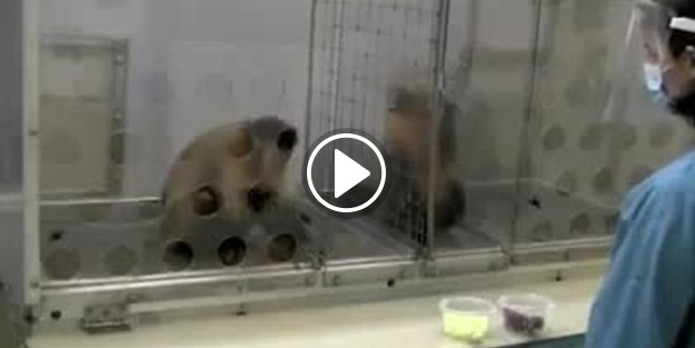 Maymun eşitsizliğe böyle tepki gösterdi!