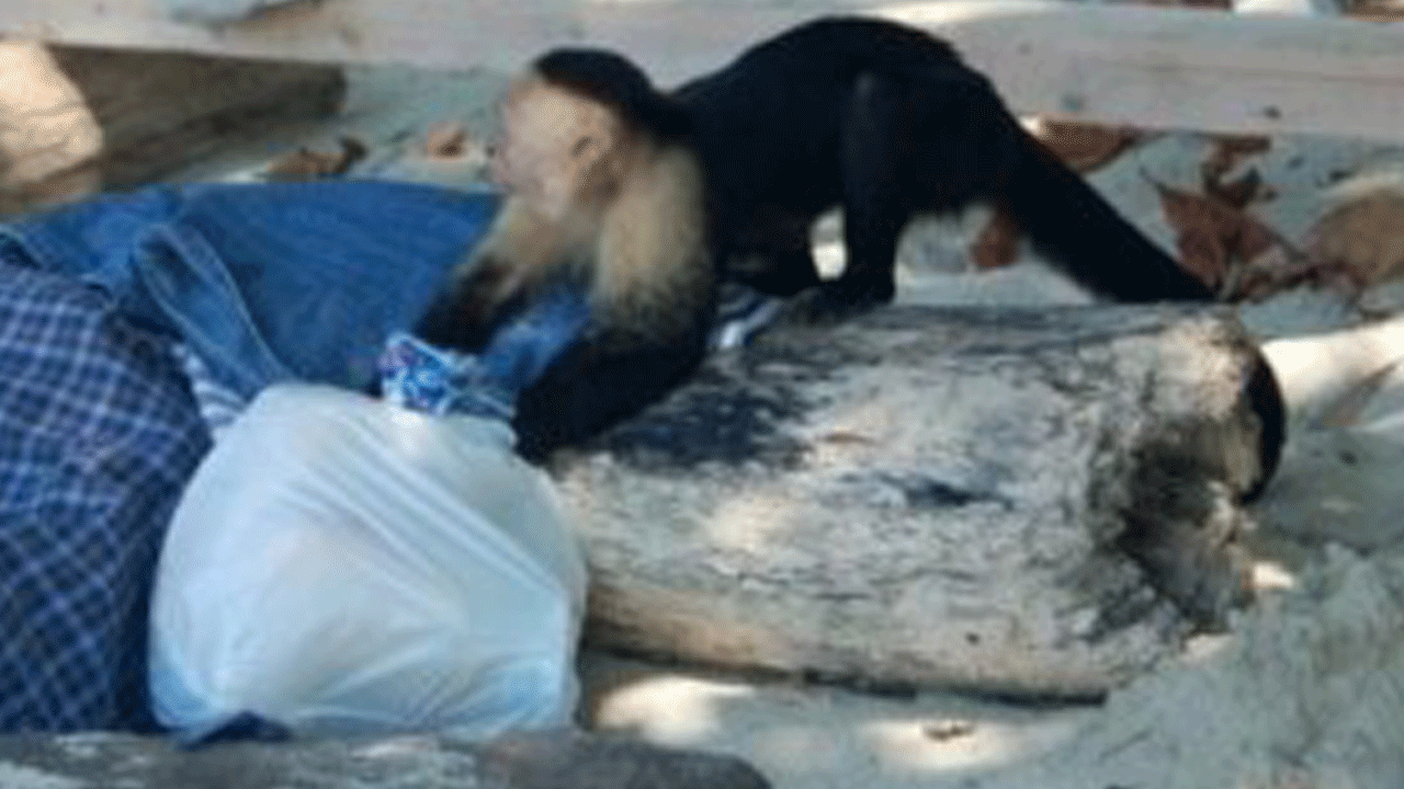 Maymun Hayri site sakinlerinin korkulu rüyası oldu: Bir aydır soymadığı ev kalmadı!