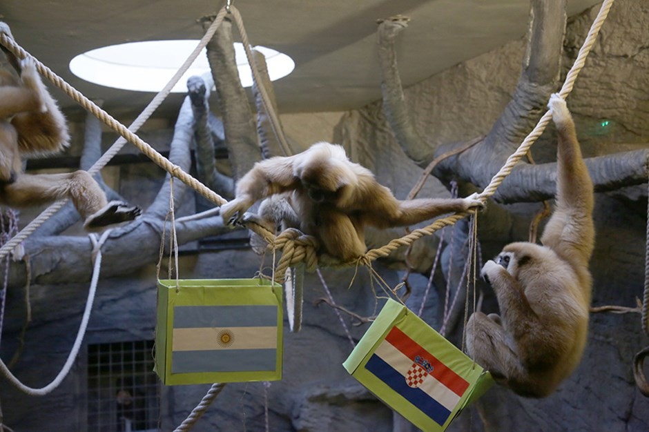 Maymun Kent Arjantin-Hırvatistan maçı tahminini yaptı