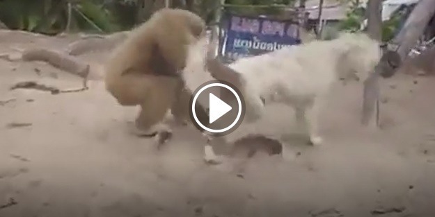 Maymun köpeği çılgına çevirdi!