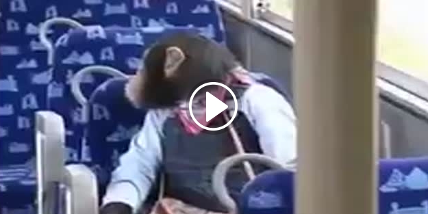 Maymun otobüste öyle bir şey yaptı ki!