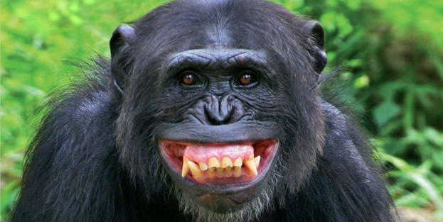 Maymuncu medyanın 'mutlu günü'