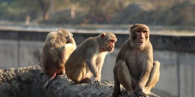 Maymunlar bebek kaçırdı! Dünyada gündem oldu