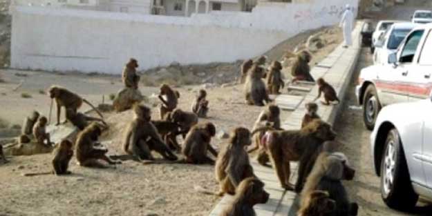 Maymunlar kenti bastı! Halk panikte...