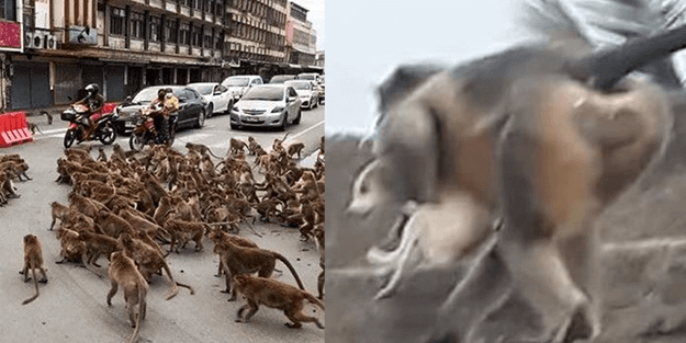 Maymunlar köpeklere savaş açtı: 250 köpek öldü!