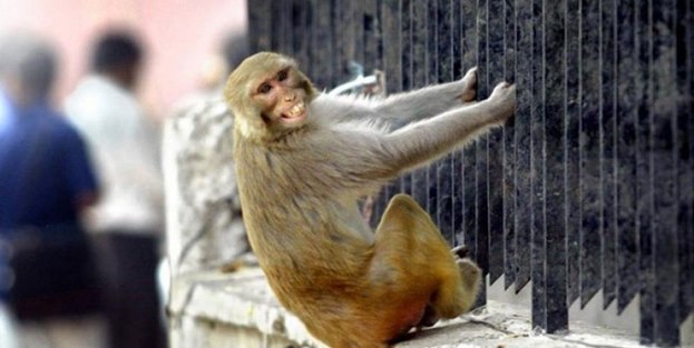 Maymunlar laboratuvardan firar etti!