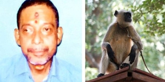 Maymunlar papazı taşlayarak öldürdü