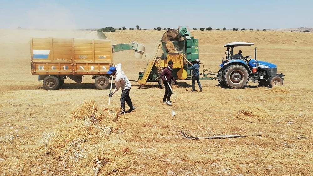 Mazıdağı’nda mercimek hasadı sürüyor 