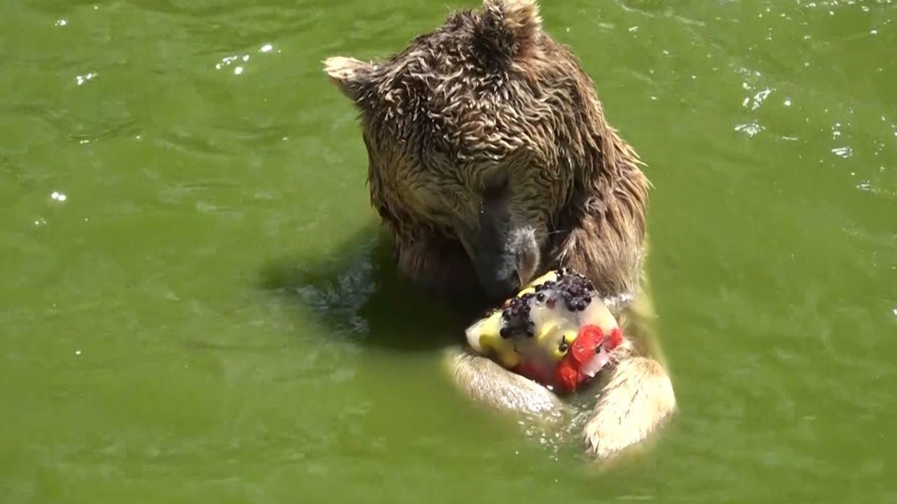 ‘Medeni ayı’ sadece bir kovanı parçaladı, biraz bal yiyip gitti!