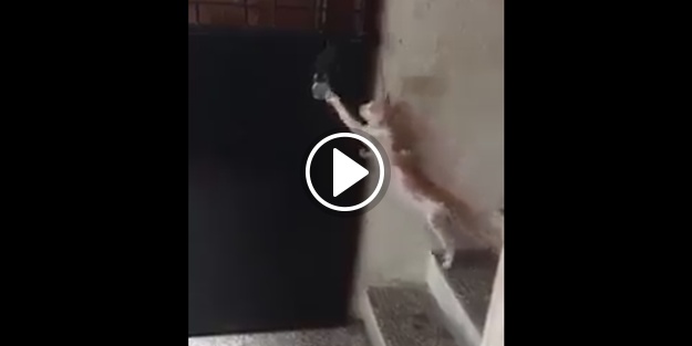 Medeniyet sahibi kedicik