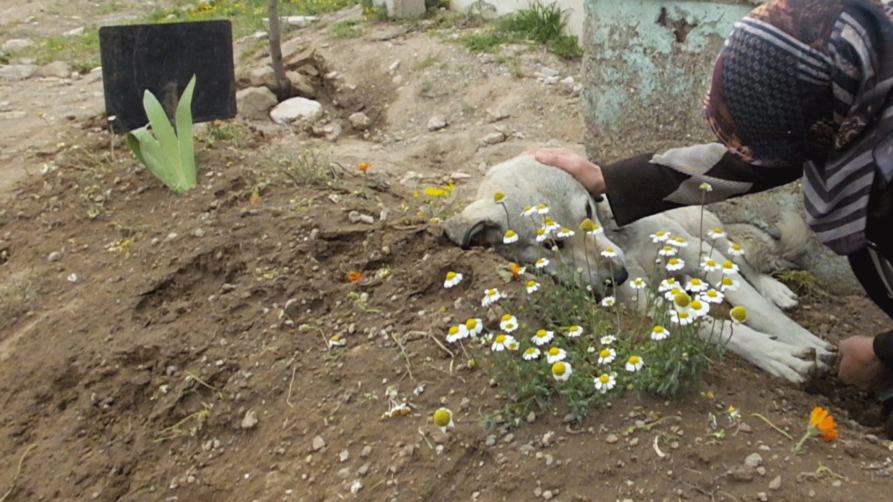 Meğer babamın gerçek bir dostu varmış! 6 gündür ölen sahibinin mezarından ayrılmayan Garip, herkesi ağlattı