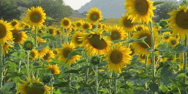 Meğer bitkiler de öğreniyormuş