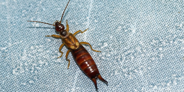 Meğer bu yüzden evlere geliyormuş!