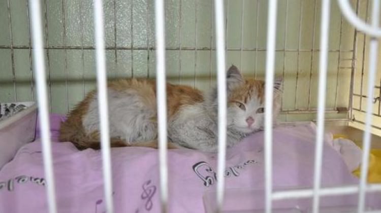 Mehmetçiğin El Bab'tan kurtardığı kedi Türkiye'de