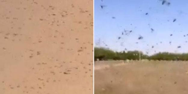 Mekke'de korkutan görüntü! Çekirge sürüsü istila etti
