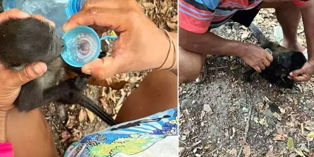 Meksika'da 147 maymun ölü bulundu! Bakın sebebi ne?