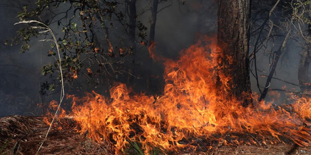 Meksika'da feci yangın: 7 bin hektar kül oldu