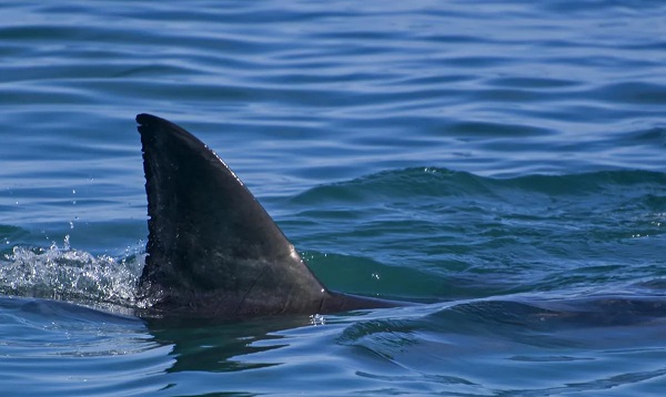 Meksika'da köpek balığı faciası