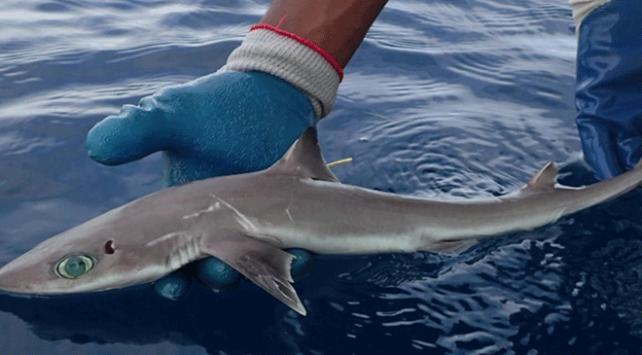Meksika'da yeni bir köpek balığı türü keşfedildi