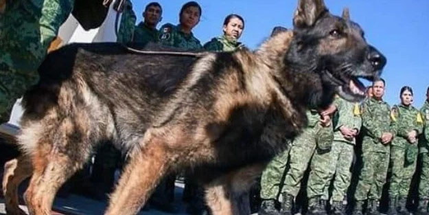 Meksika'dan Türkiye'ye gelen köpek, 'Proteo' hayatını kaybetti! Enkaz altında çalışmalarda kahramanlık gösterdi