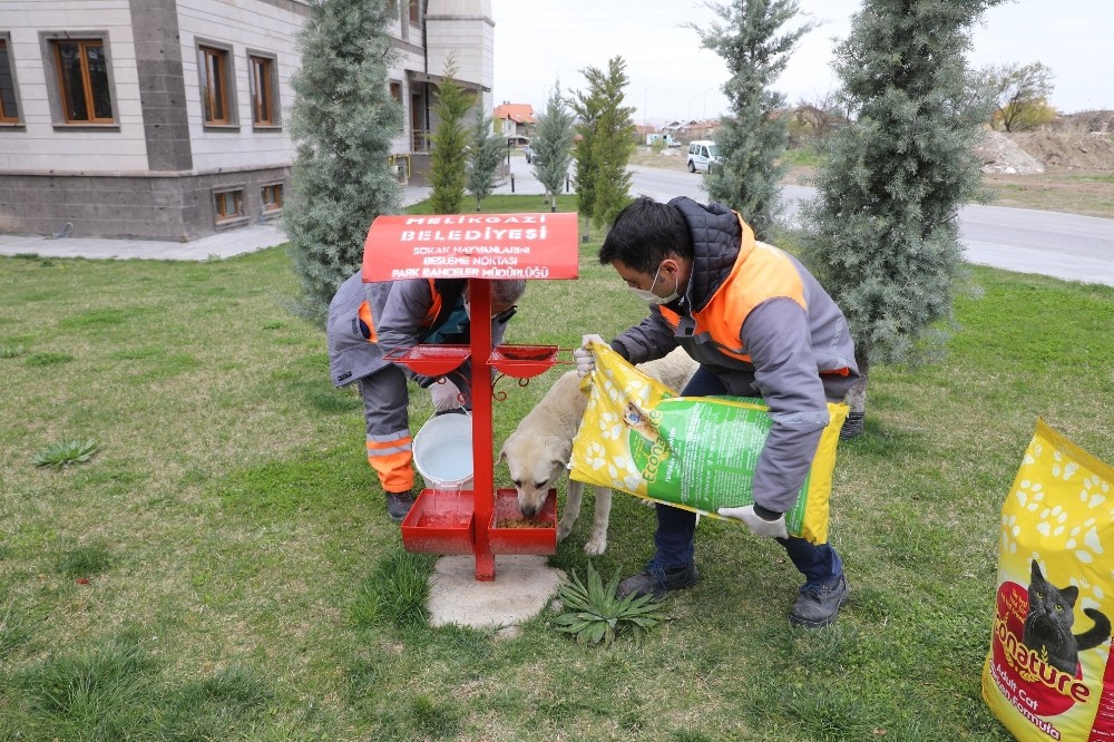 Melikgazi’de salgına rağmen sokak hayvanları unutulmadı 
