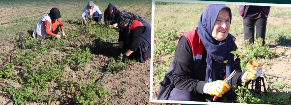 Melisa hasadı başladı