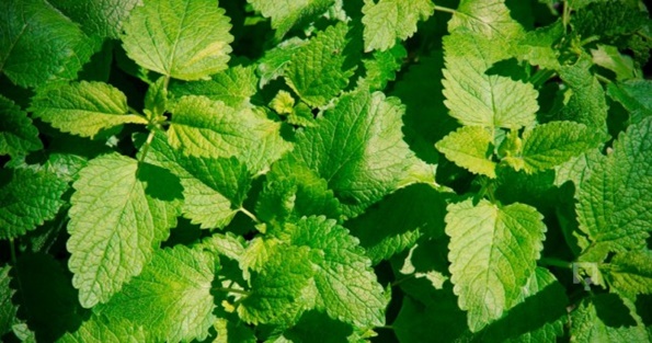 Melisa otu nasıl tüketilmelidir?