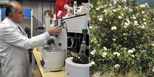 O bitki artık kanser tedavisinde kullanılacak!