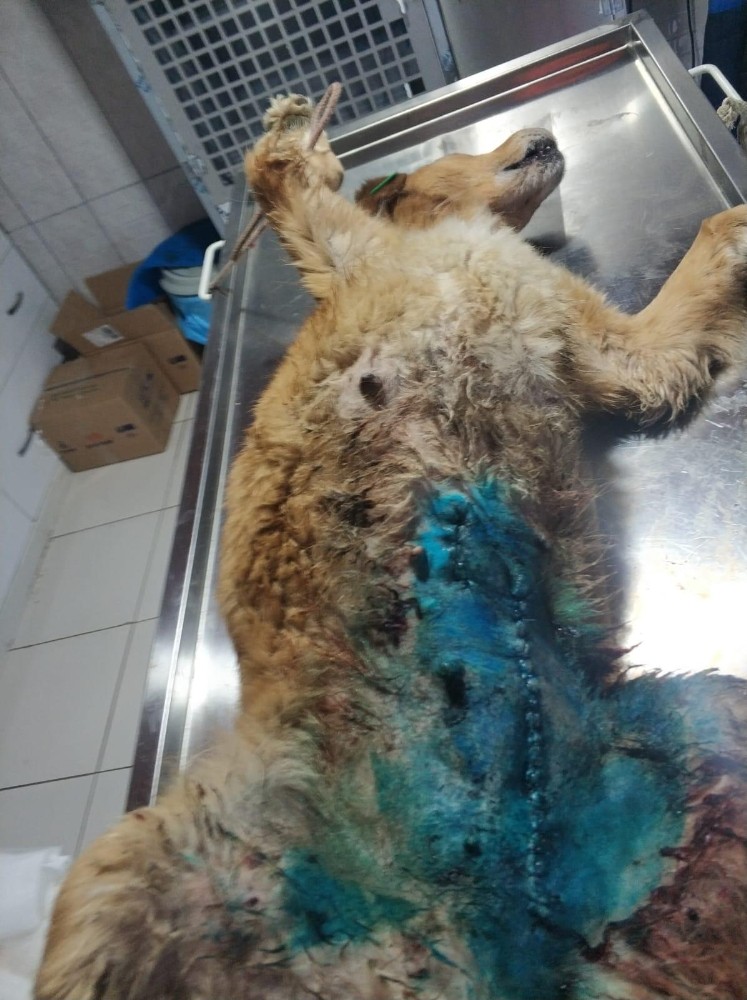 Memesinde tümör olan köpek tedavi edildi 