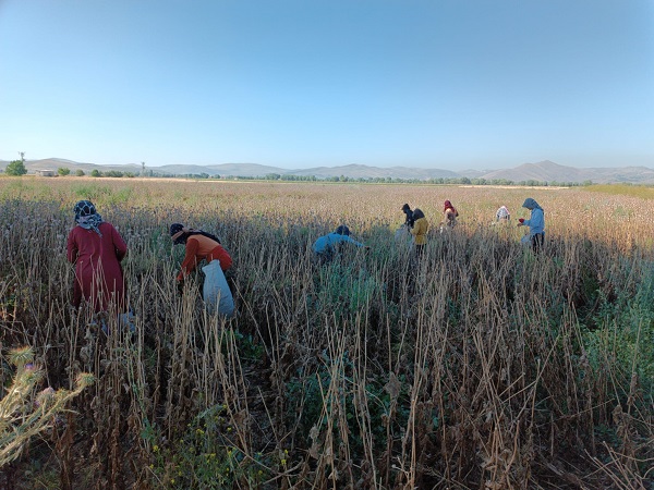 Memleketlerinden çok uzakta 460 TL'ye yevmiye