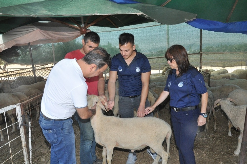 Menderes’te kurban denetimi 