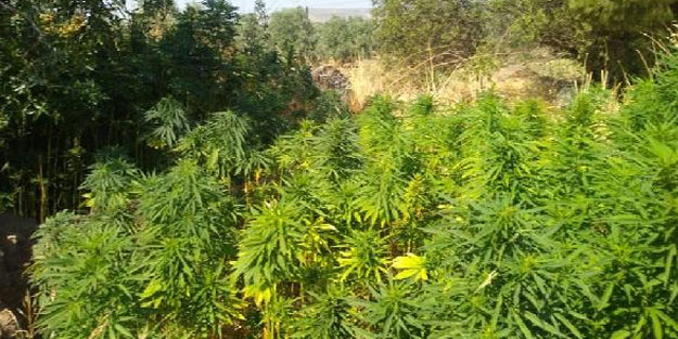 Menemen'de 2 bin 792 kök Hint keneveri ele geçirildi