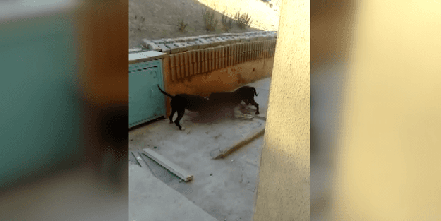 Menemende kan donduran köpek vahşeti!