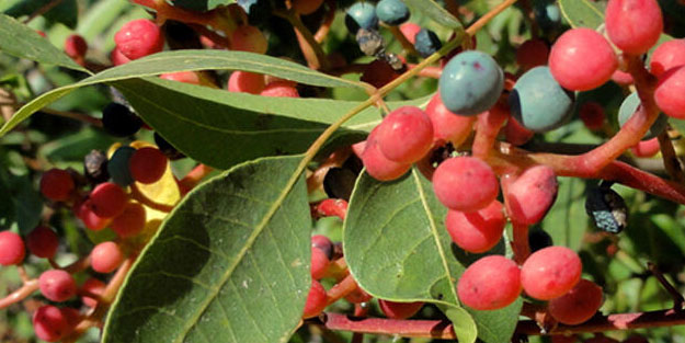 Menengiçin 7 inanılmaz faydası!