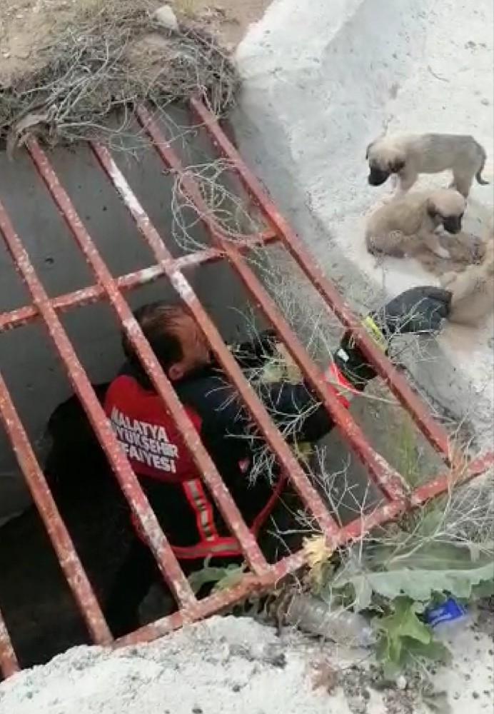 Menfeze düşen yavru köpekler kurtarıldı 