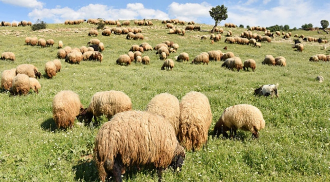 Mera yasakları kalktı, göçerler yollara düştü