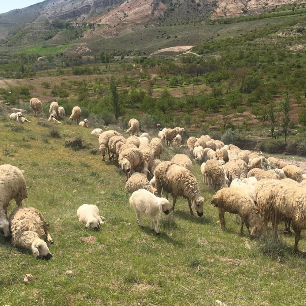 Mera-yayla kiralamaları ihalesi ertelendi 