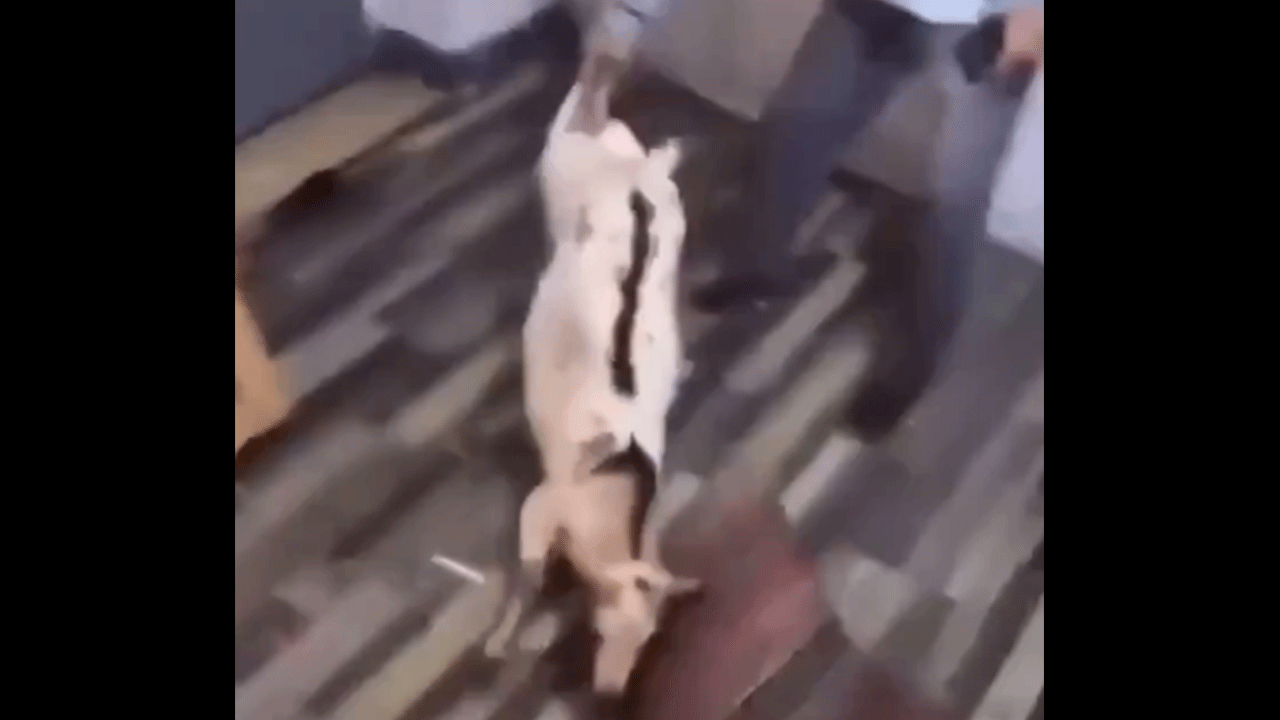 Merakı canından ediyordu! Keçinin yaptığı herkesi korkuttu