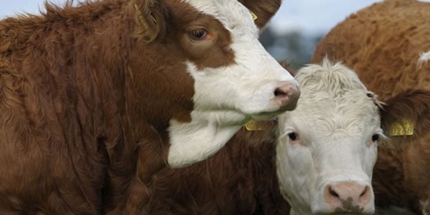 Kurbanlık fiyatları belli oldu