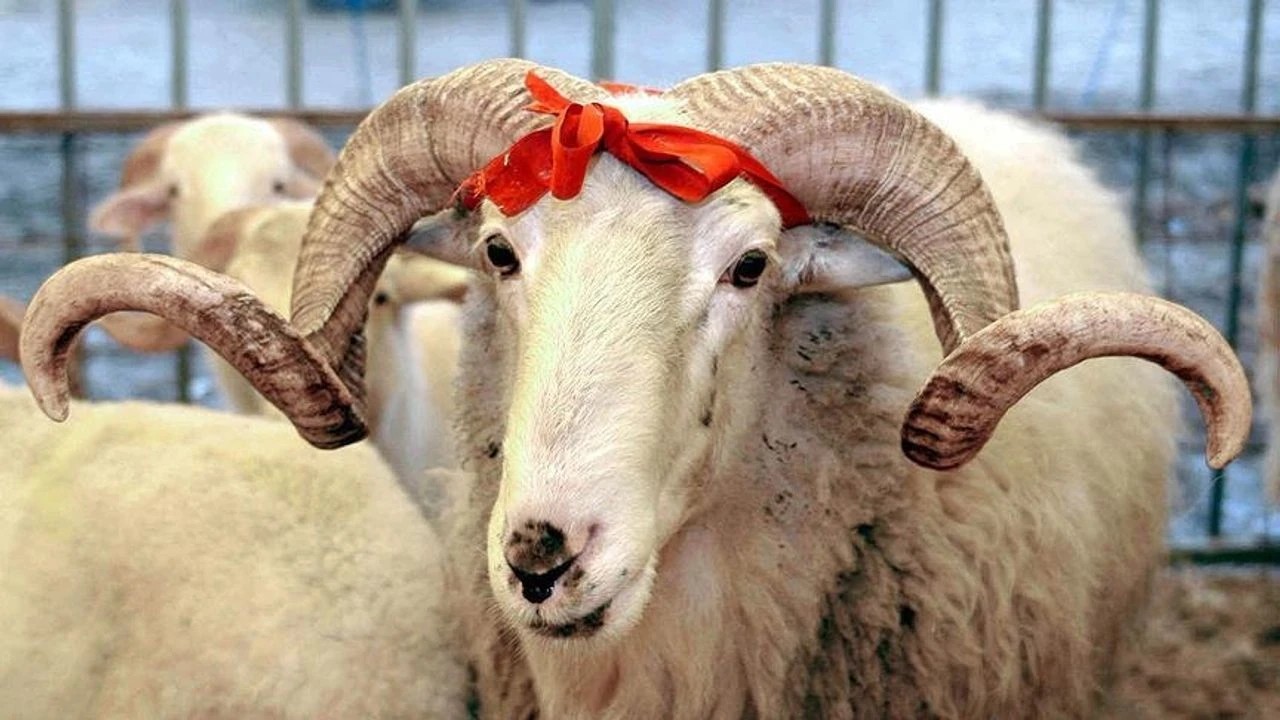 Merakla bekleniyordu! Bu yıl vekaletle kurban kesim fiyatı belli oldu