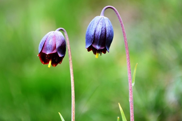 Görsel şölen başladı