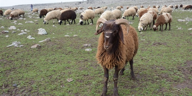 Merakla bekleniyordu... Nisan ayında başlıyor