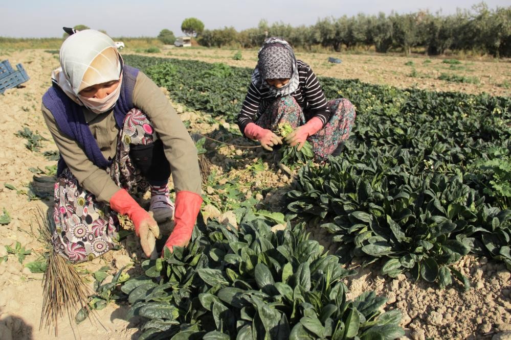 Meraklı bekleyiş! Yağmur yağmazsa fiyatı fırlayacak