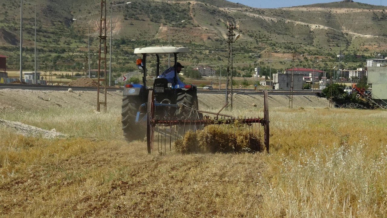 Mercimek hasadı başladı, verim yarı yarıya düştü