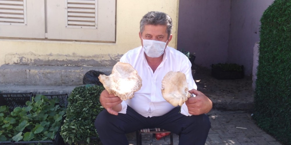 Mereto Dağında topladıkları mantarları satarak geçimini sağlıyor 