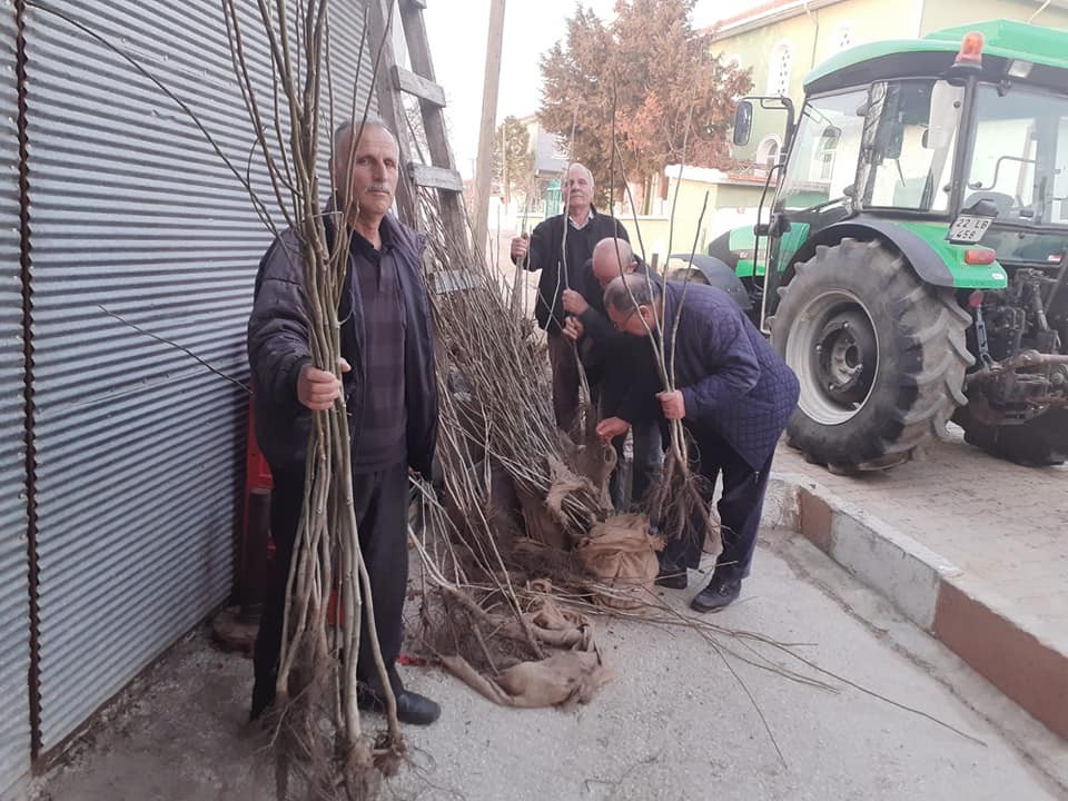 Meriç’te 15 bin adet ücretsiz ceviz fidanı dağıtıldı 