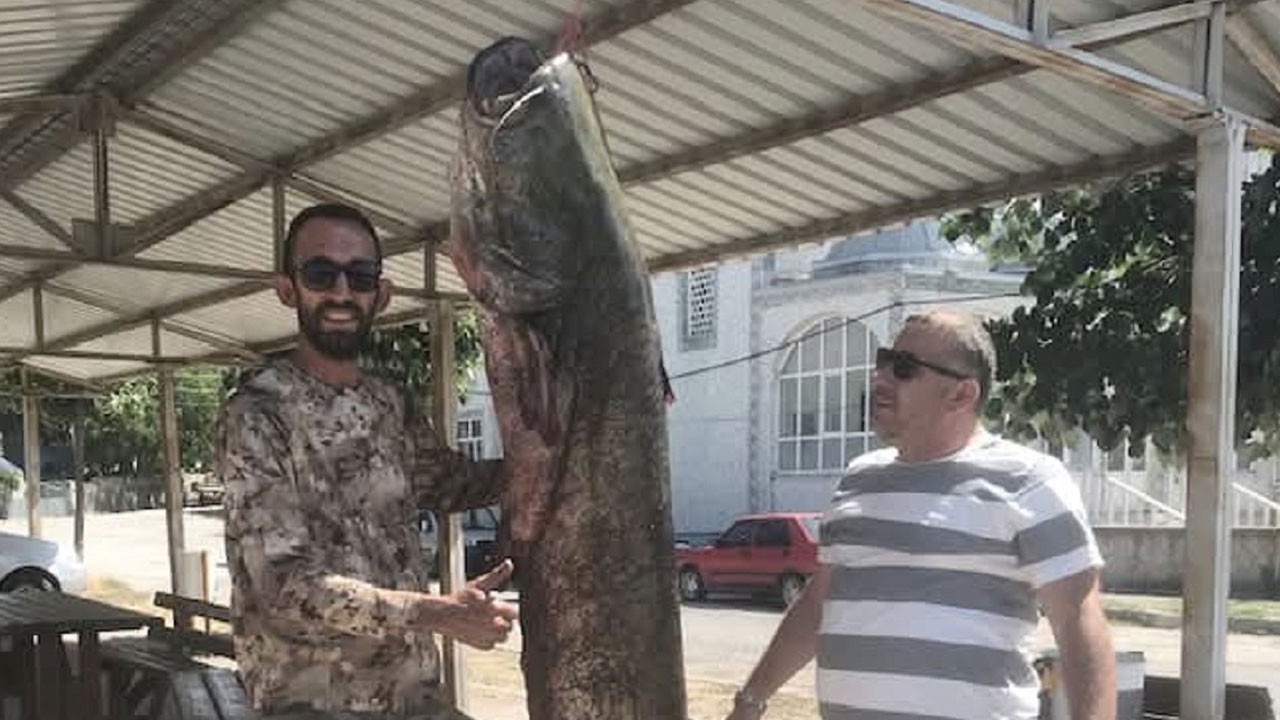 Meriç’te 2 metrelik dev yayın balığı ağa takıldı